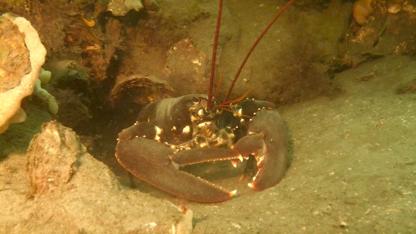 homard1