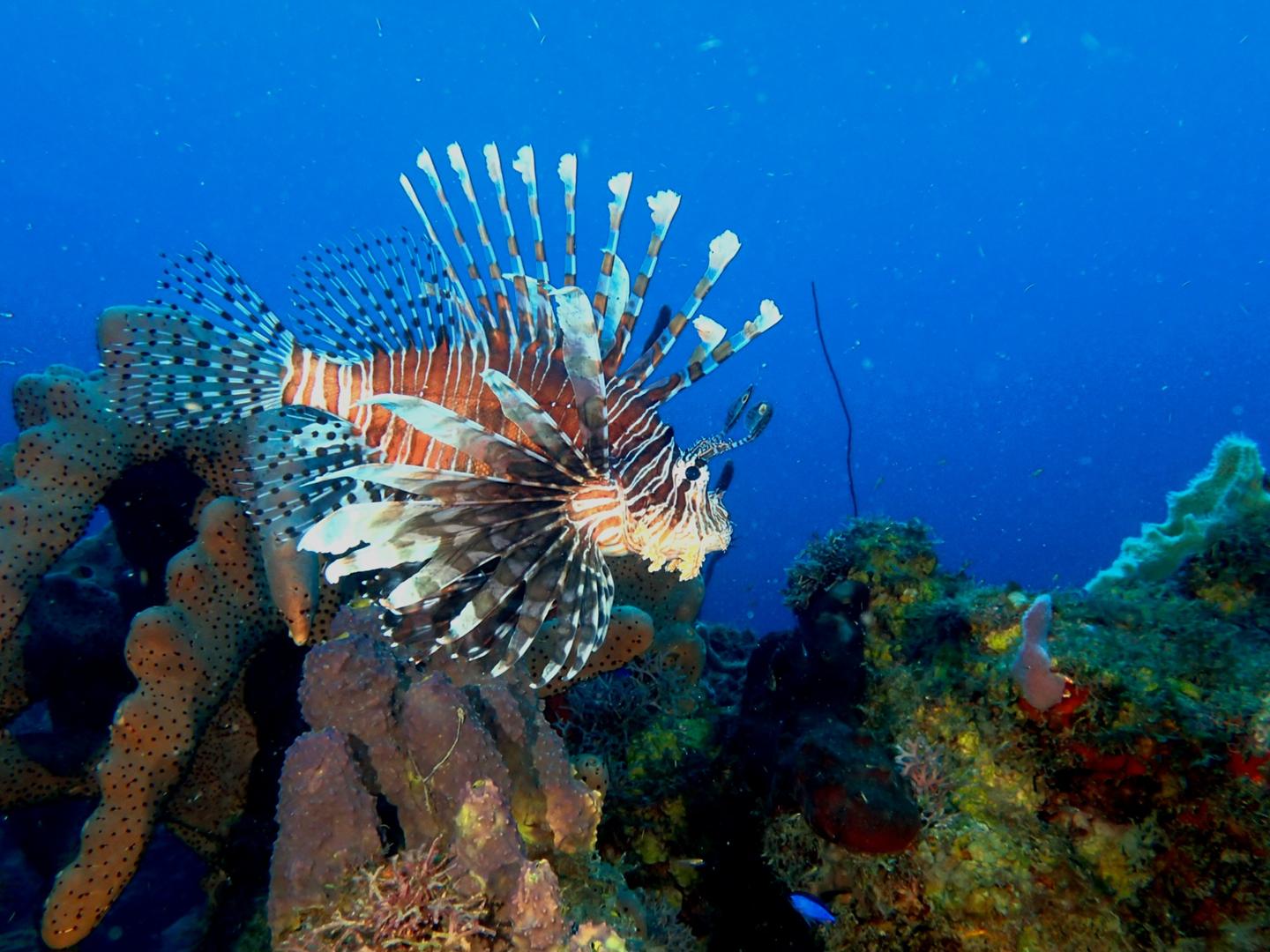 guadeloupe 2026 cl 10