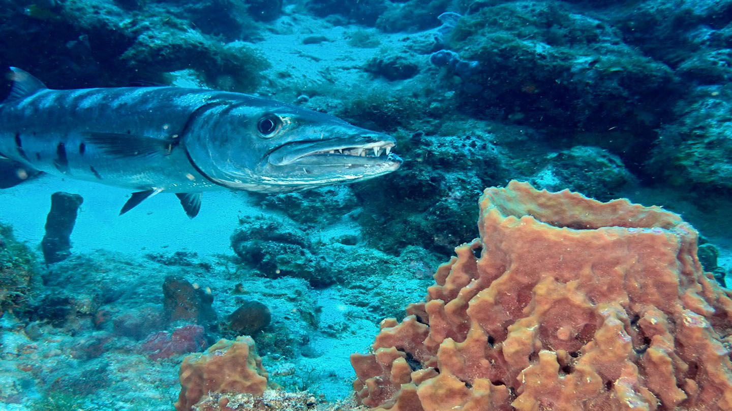 guadeloupe 2026 cl 17