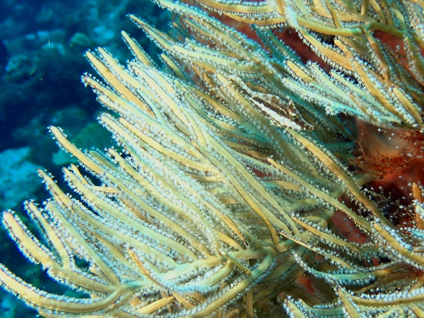 guadeloupe 2026 cl 19