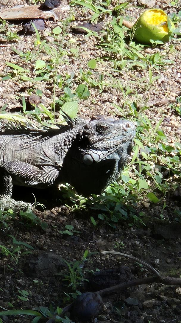 guadeloupe 2026 kl 17