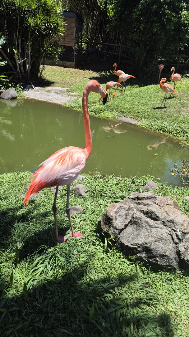 guadeloupe 2026 kl 21