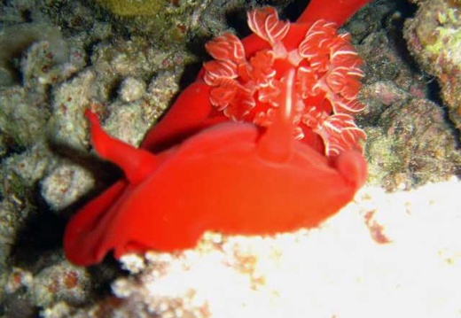 red sea 2004 35