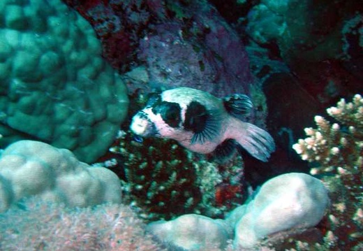 red sea 2004 17