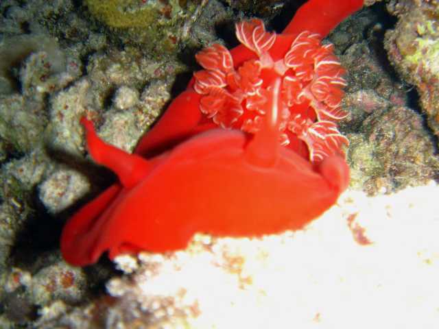 red sea 2004 35