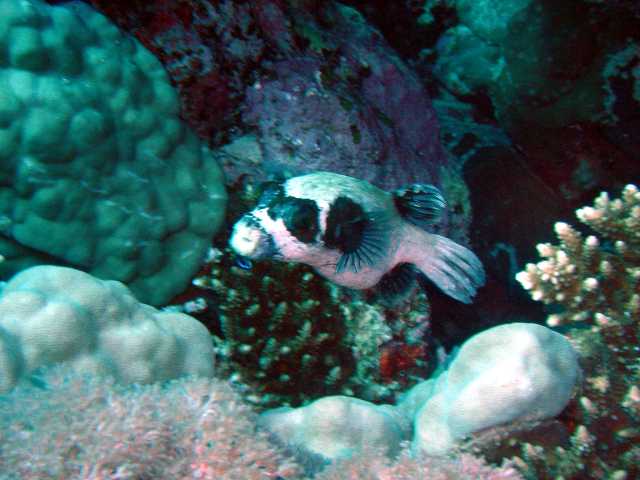 red sea 2004 17