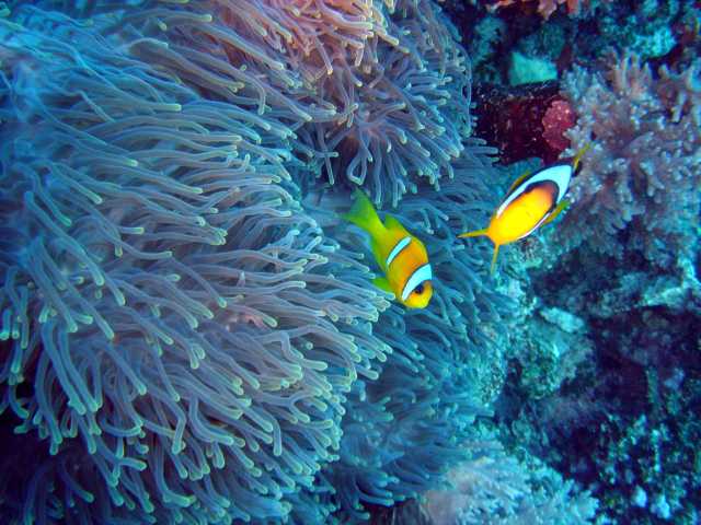 red sea 2004 15