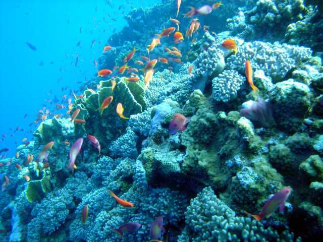red sea 2004 13