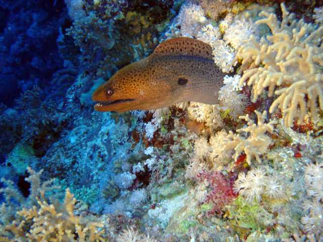 red sea 2004 11