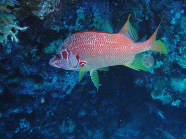 red sea 2004 09